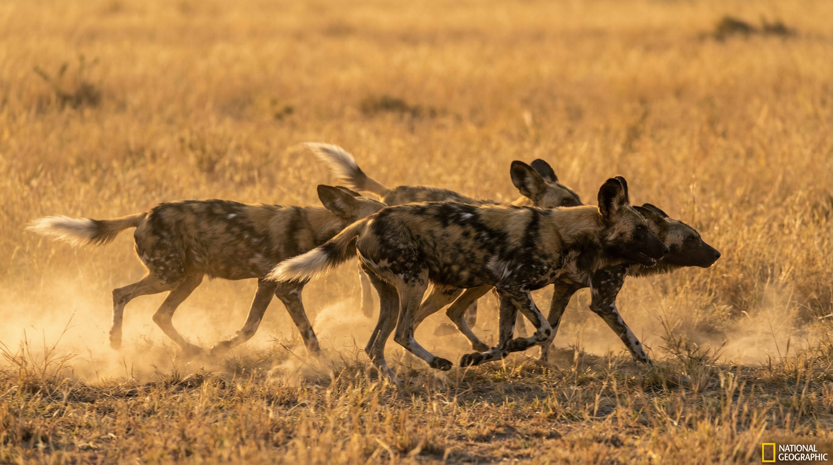 肉视频动物科普社区