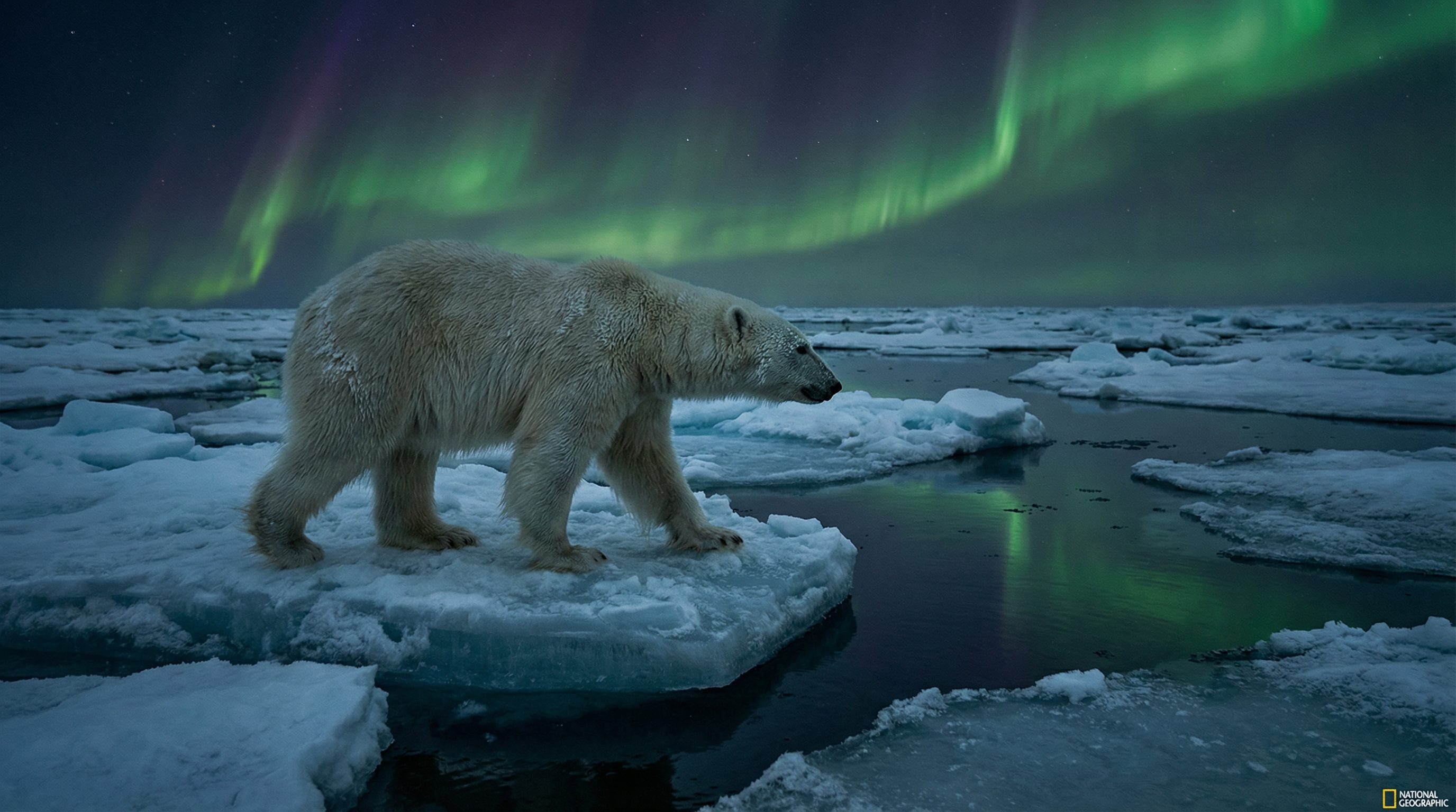 肉视频视频：北极熊视频